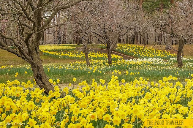 Suisen Garden là một trong những khu vực nổi bật nhất, nó đánh dấu sự khởi đầu của mùa xuân với khoảng 600 loài hoa đã lấp đầy khoảng cách giữa các cây bạch kim lấp lánh dưới ánh nắng mặt trời.