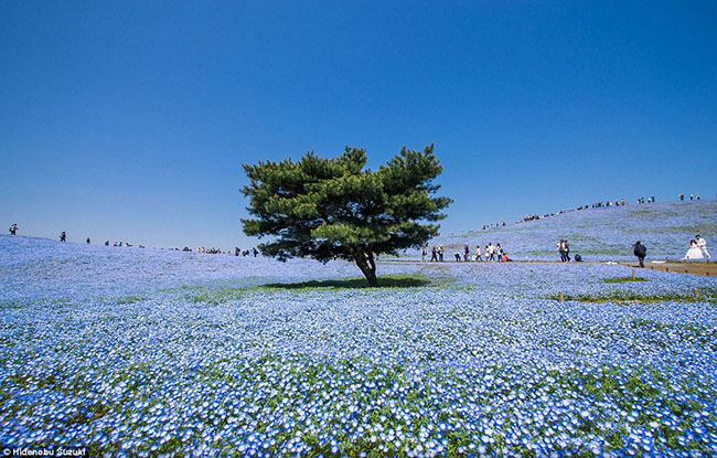 Hình ảnh tuyệt vời mặt đất gần như hòa trộn với bầu trời xanh thẳm đã được nhiếp ảnh gia Hidenobu Suzuki ghi lại được.