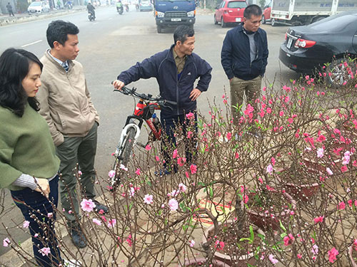 Giá đào tăng vọt ngày giáp Tết - 1