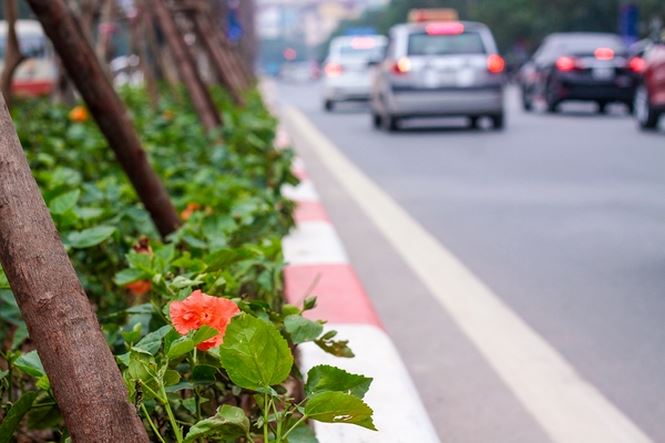 Hàng cây phong lá đỏ nảy lộc đón Tết giữa đường phố Thủ đô - 9