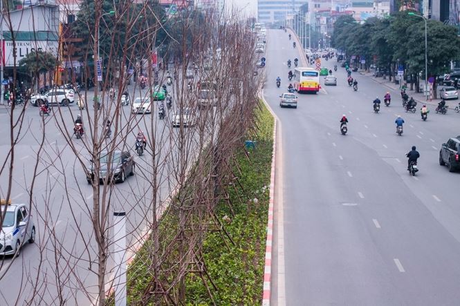 Hàng cây phong lá đỏ nảy lộc đón Tết giữa đường phố Thủ đô - 11