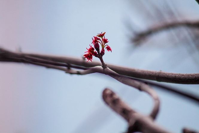 Hàng cây phong lá đỏ nảy lộc đón Tết giữa đường phố Thủ đô - 3