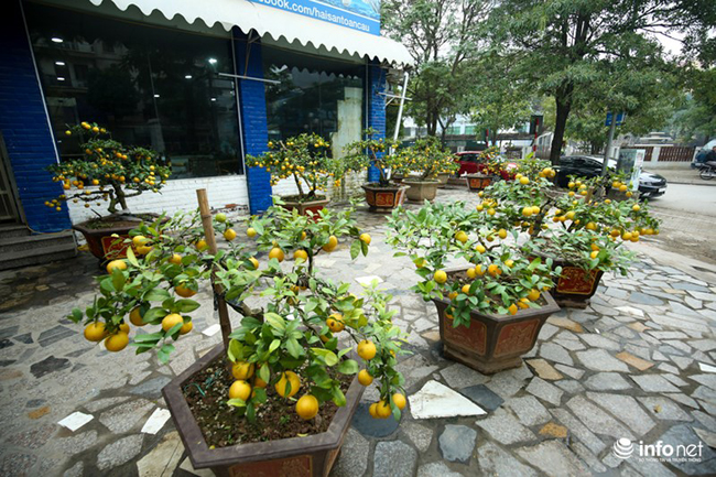 Bên cạnh đào, mai, quất, năm nay thị trường cây cảnh Tết ở Hà Nội xuất hiện thêm một loại mới là chanh vàng bonsai có giá hơn chục triệu được rất nhiều người lựa chọn làm cây cảnh chơi trong dịp Tết năm nay.

