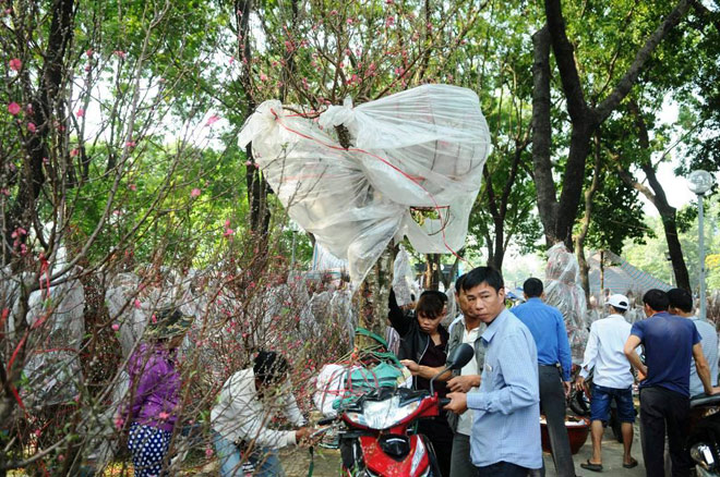 Hoa đào đất Bắc &#34;nằm&#34; phòng lạnh ở SG, chờ &#34;gả&#34; chủ - 12