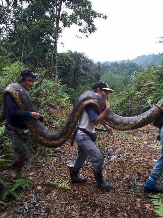 Malaysia: Bắt trăn khổng lồ nặng 1 tạ to lớn chưa từng thấy - 3