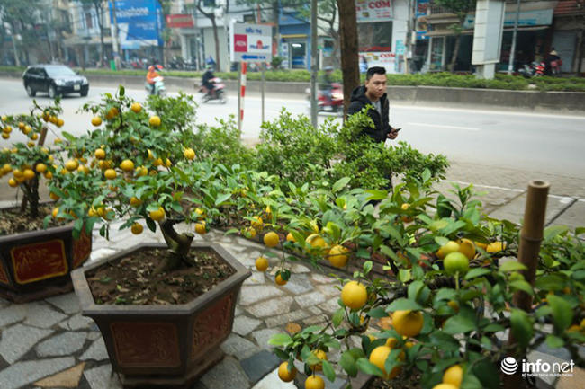 Chậu chanh vàng tạo thế dáng bonsai đặc biệt.
