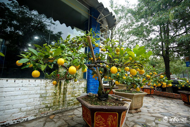 Theo anh Đào Văn Toàn (chủ vườn chanh vàng bonsai trên đường Lạc Long Quân, quận Tây Hồ), đây là giống chanh vàng 4 mùa hay còn gọi là chanh tứ quý.
