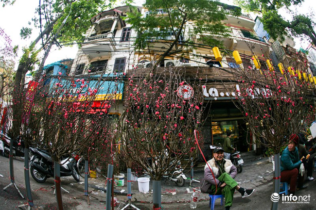 Đào, quất là loại cây cảnh truyền thống của người dân miền Bắc, vì vậy đây cũng là mặt hàng được bày bán nhiều nhất tại chợ hoa Hàng Lược
