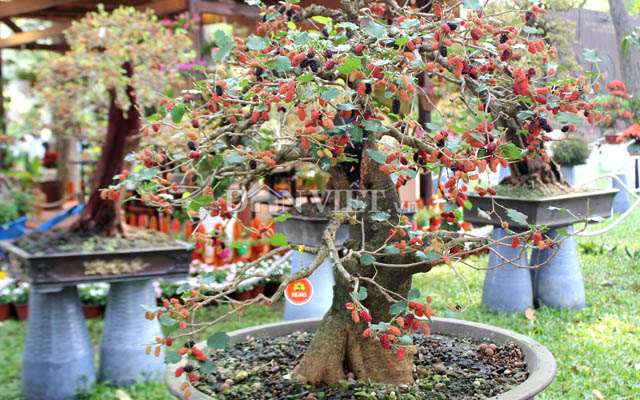 Dàn &#34;người đẹp&#34; bonsai dâu tằm trĩu quả khiến dân Sài thành mê mẩn - 1