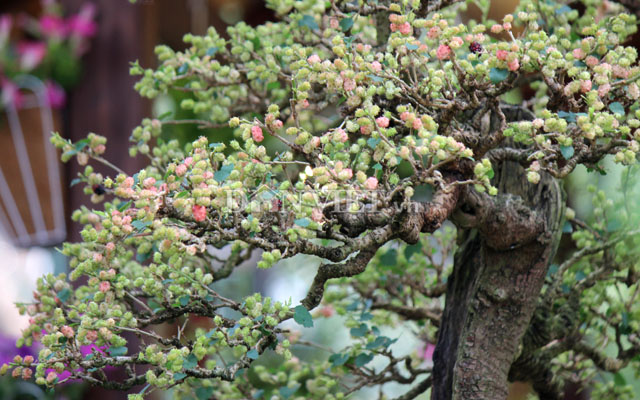 Dàn &#34;người đẹp&#34; bonsai dâu tằm trĩu quả khiến dân Sài thành mê mẩn - 10