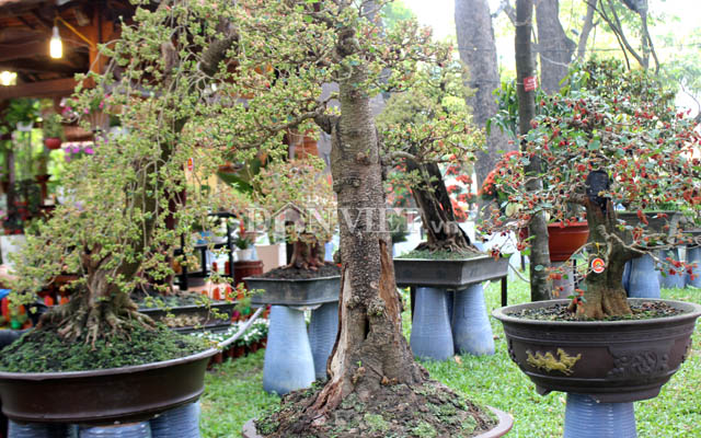 Dàn &#34;người đẹp&#34; bonsai dâu tằm trĩu quả khiến dân Sài thành mê mẩn - 2