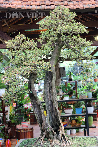 Dàn &#34;người đẹp&#34; bonsai dâu tằm trĩu quả khiến dân Sài thành mê mẩn - 3