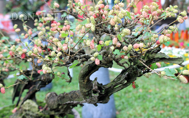 Dàn &#34;người đẹp&#34; bonsai dâu tằm trĩu quả khiến dân Sài thành mê mẩn - 4