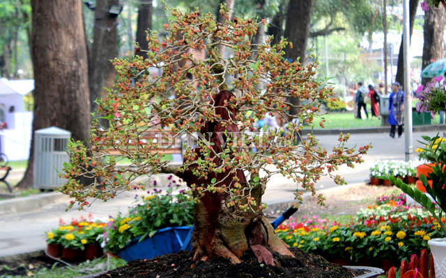 Dàn &#34;người đẹp&#34; bonsai dâu tằm trĩu quả khiến dân Sài thành mê mẩn - 6