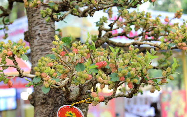 Dàn &#34;người đẹp&#34; bonsai dâu tằm trĩu quả khiến dân Sài thành mê mẩn - 8