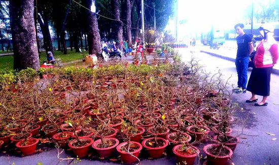 Mai bonsai “tí hon” chơi Tết hút khách ở Sài Gòn - 1