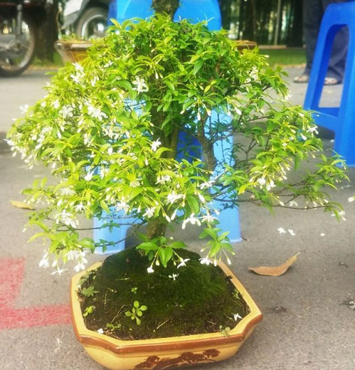 Mai bonsai “tí hon” chơi Tết hút khách ở Sài Gòn - 10