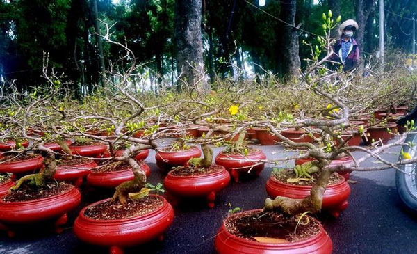 Mai bonsai “tí hon” chơi Tết hút khách ở Sài Gòn - 3