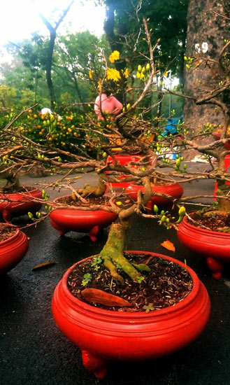 Mai bonsai “tí hon” chơi Tết hút khách ở Sài Gòn - 5