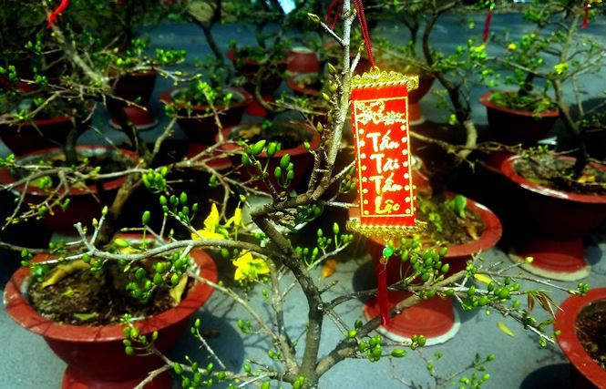 Mai bonsai “tí hon” chơi Tết hút khách ở Sài Gòn - 8