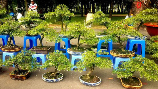 Mai bonsai “tí hon” chơi Tết hút khách ở Sài Gòn - 9