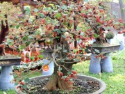 Tin tức trong ngày - Dàn &quot;người đẹp&quot; bonsai dâu tằm trĩu quả khiến dân Sài thành mê mẩn