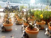 Thị trường - Tiêu dùng - Mai bonsai “tí hon” chơi Tết hút khách ở Sài Gòn