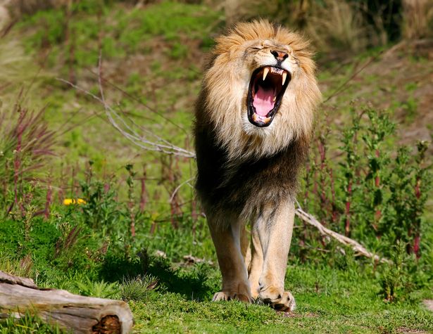 Nam Phi: Đi săn sư tử, bị vồ chết và ăn thịt dã man - 1