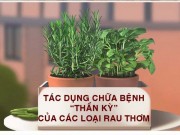 Sức khỏe đời sống - Tác dụng chữa bệnh thần kỳ của các loại rau thơm