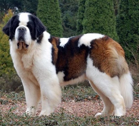 10 giống chó có thể hình to lớn nhất thế giới - 1