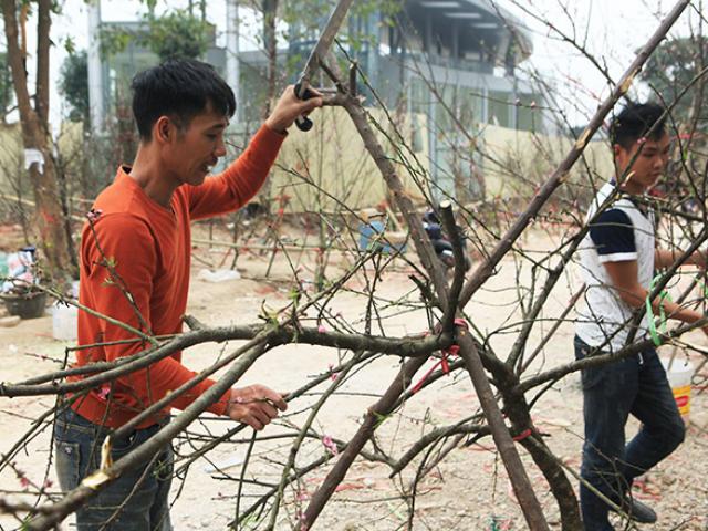 Bị ép giá chiều 30 Tết, phá hủy luôn cành đào rừng trước mặt khách