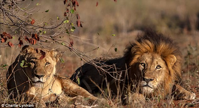 Thợ săn bị ăn thịt dã man ở Nam Phi: Không ngờ bị sư tử mai phục - 1