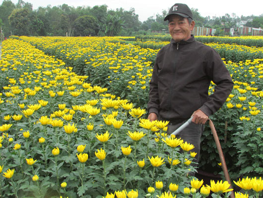 Trồng hoa cúc, nông dân Đà Thành bỏ túi hơn 300 triệu đồng dịp Tết - 1
