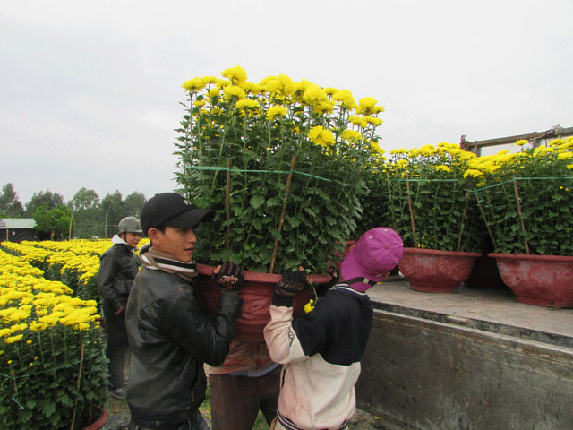 Trồng hoa cúc, nông dân Đà Thành bỏ túi hơn 300 triệu đồng dịp Tết - 4