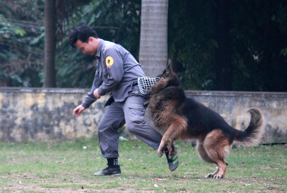 Chuyện cảm động về chú chó nghiệp vụ hy sinh khi bắt kẻ buôn ma túy - 2