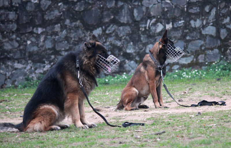 Điểm mặt 5 giống chó được cảnh sát Việt Nam tuyển làm trợ thủ - 1
