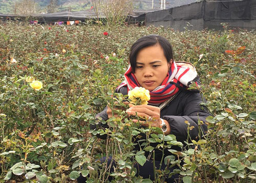 Đầu năm, đến xông vườn của “Nữ triệu phú” hoa hồng 8X ở Sơn La - 1