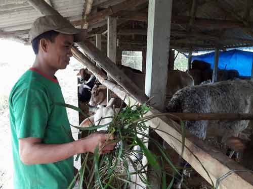 Bỏ nuôi heo, theo con gà siêu trứng, anh nông dân có doanh thu 1,5 tỷ - 2