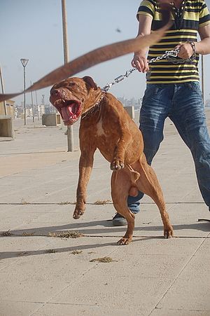 Loài chó có cú cắn hủy diệt giết pitbull trong chớp nhoáng - 1