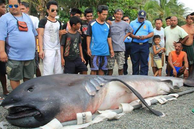 Cá mập khổng lồ dạt bờ, dân Philippines sợ “tận thế” - 1