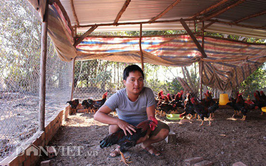 Nuôi gà thả vườn, chàng trai Lâm Đồng lãi 40 triệu đồng mỗi tháng - 1