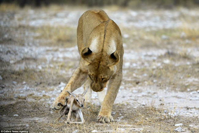 Kì lạ sư tử cái chăm sóc linh dương sơ sinh như con đẻ - 1