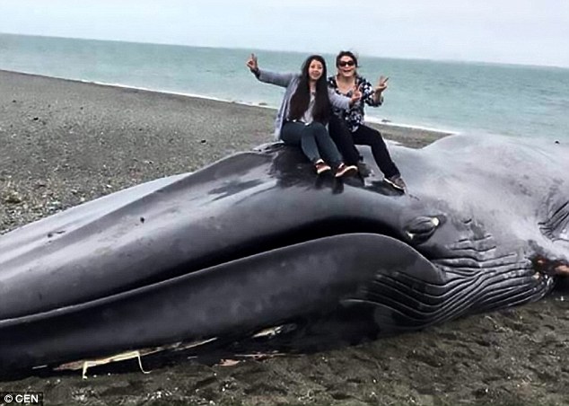 Cái kết thảm của cá voi xanh khổng lồ dài 20m dạt bờ biển Chile - 1
