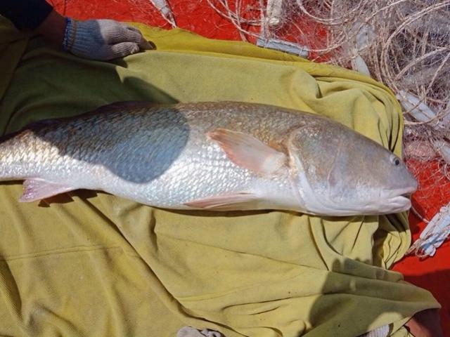 Một ngư dân ở Cà Mau nghi bắt được cá sủ vàng nặng 6kg