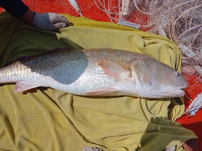 Một ngư dân ở Cà Mau nghi bắt được cá sủ vàng nặng 6kg - 1