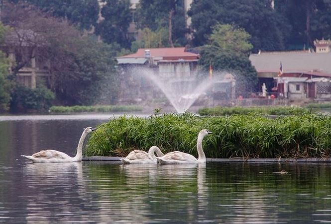 Thiên nga được bảo vệ ra sao ở hồ Thiền Quang dịp Tết? - 1