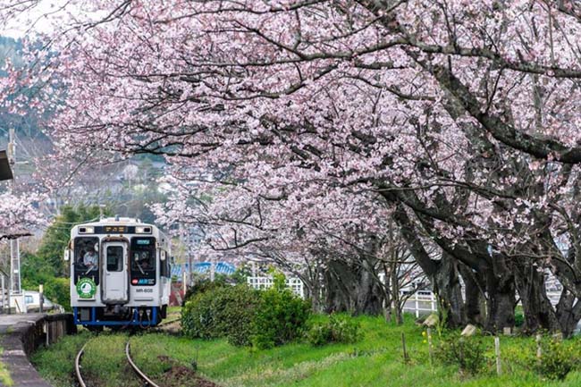 Lịm tim trước đường hầm hoa Anh Đào chỉ xuất hiện 7 ngày trong năm tại Nhật Bản - 1