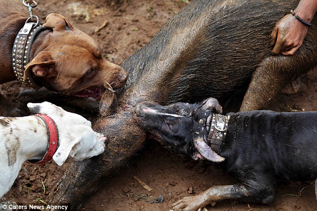 Đột nhập nơi tổ chức chó pitbull tử chiến lợn rừng đẫm máu ở Indonesia - 1