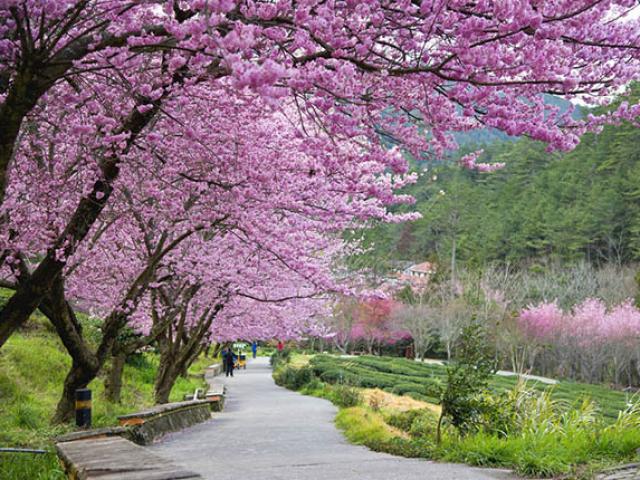 6 địa điểm tốt nhất để ngắm hoa anh đào ở Đài Loan