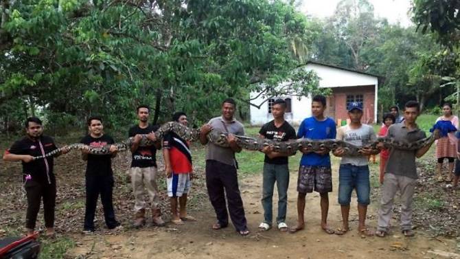 Malaysia: Bắt trăn khổng lồ dài 6m, cần tới 7 người khiêng - 1
